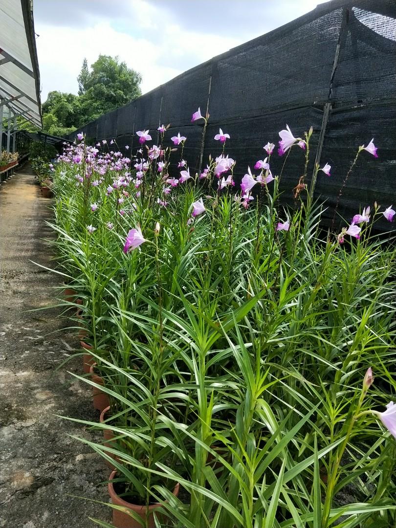 Bamboo orchid store