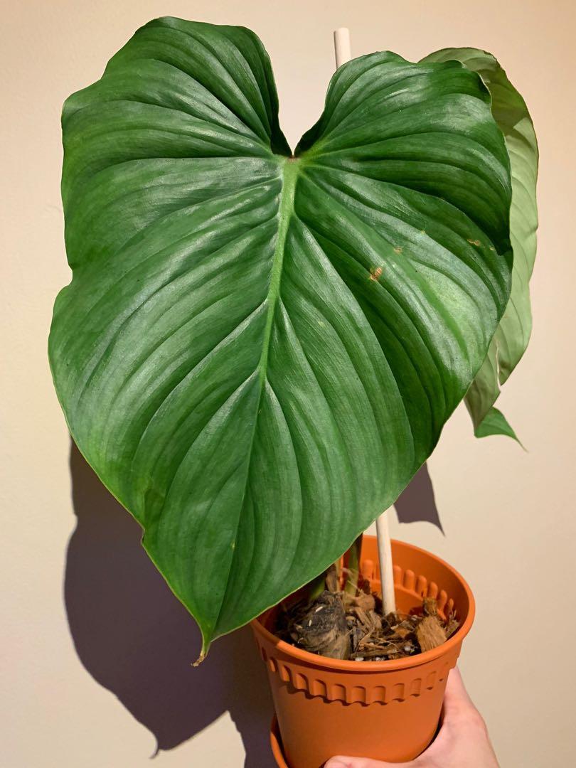 Philodendron Sodiroi Aff Christmas Sale Furniture Home Living Gardening Plants Seeds On Carousell