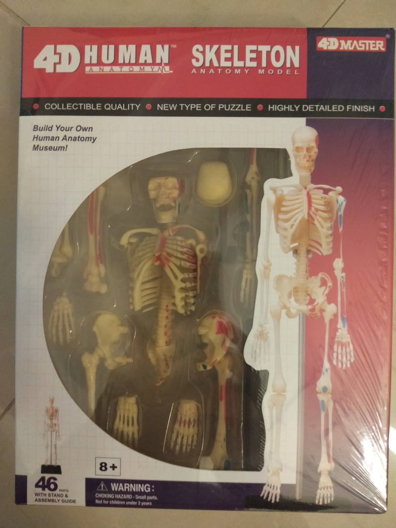 4D Human Anatomy - Skeleton Anatomy Model, Hobbies & Toys, Toys & Games ...