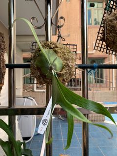 （分類：）位於 。 由 aqqa10 提交（商品編號 1058167387，圖片 1）。簡介： 。