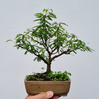 Cherry Bonsai Tree 🌳 (AAY2), Gardening, Plants on Carousell