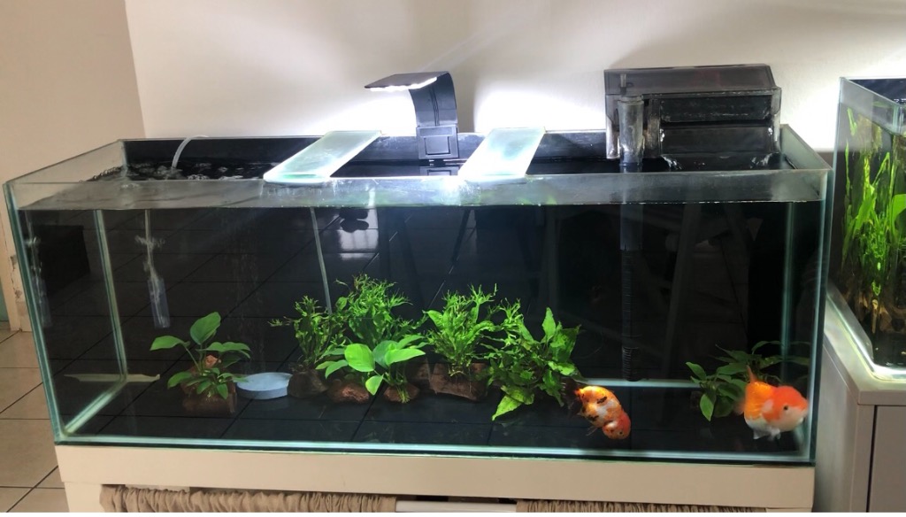 aquarium to let go