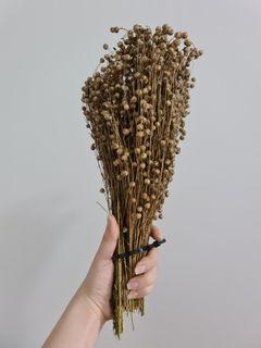 *All Instock* German Flax Sprays, Broomcorn Sorghum, Oat Spray, Wheat Spray *All Instock* German Flax Sprays, Broomcorn Sorghum, Oat Spray, Wheat Spray