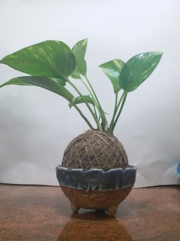 黃金葛 苔玉 Kokedama 植物 花盆 傢俬 家居 園藝 盆栽 Carousell