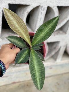 Labisia Pumila