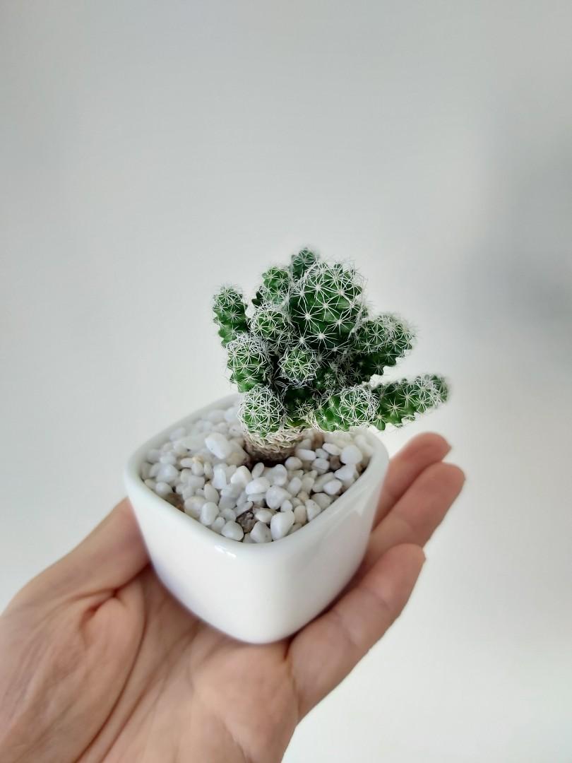 Succulents多肉植物小盆栽 白鳥仙人掌 傢俬 家居 園藝 植物及種子 Carousell