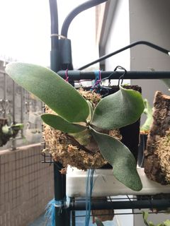 （分類：）位於 。 由 aqqa10 提交（商品編號 1058378493，圖片 1）。簡介： 。