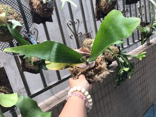 （分類：）位於 。 由 aqqa10 提交（商品編號 1058375400，圖片 1）。簡介： 。