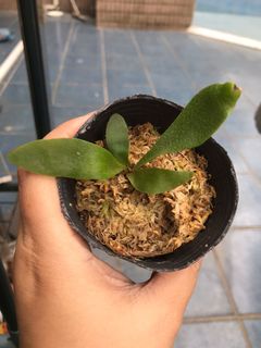 （分類：）位於 。 由 aqqa10 提交（商品編號 1058377587，圖片 1）。簡介： 。