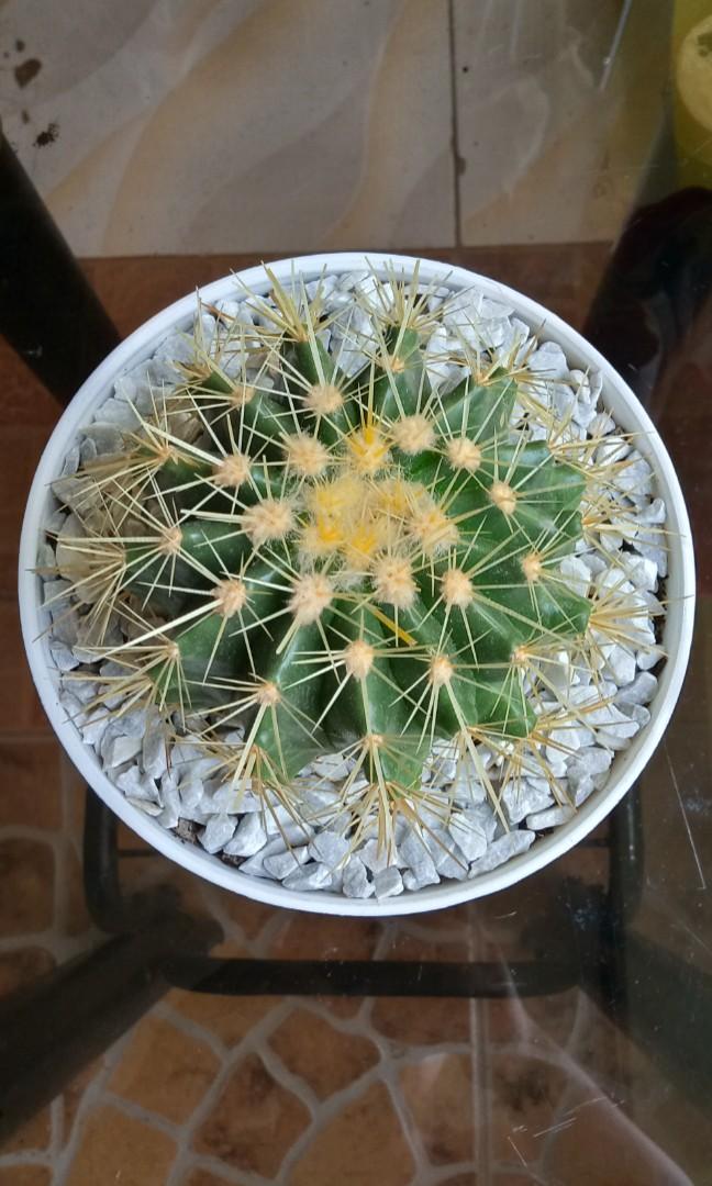 Golden Barrel Cactus Furniture Home Living Gardening Plants Seeds On Carousell