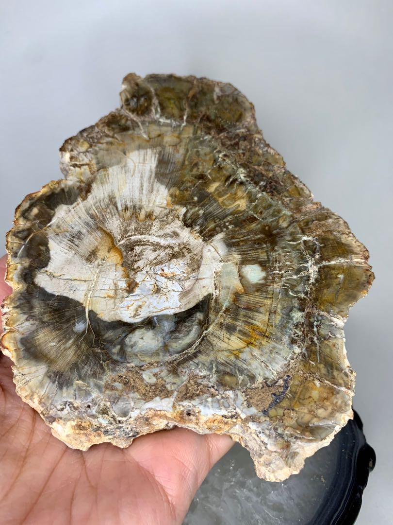 Hidden Gem 938 451g 帶白色厚身木化石片 Sf Or Pick Up 古董收藏 古董收藏 Carousell