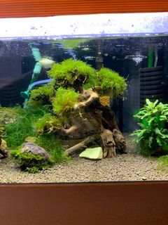 (Category: ) located in . Submitted by shrimp_pet (Listing ID 1058485791, Image 1). Description: .