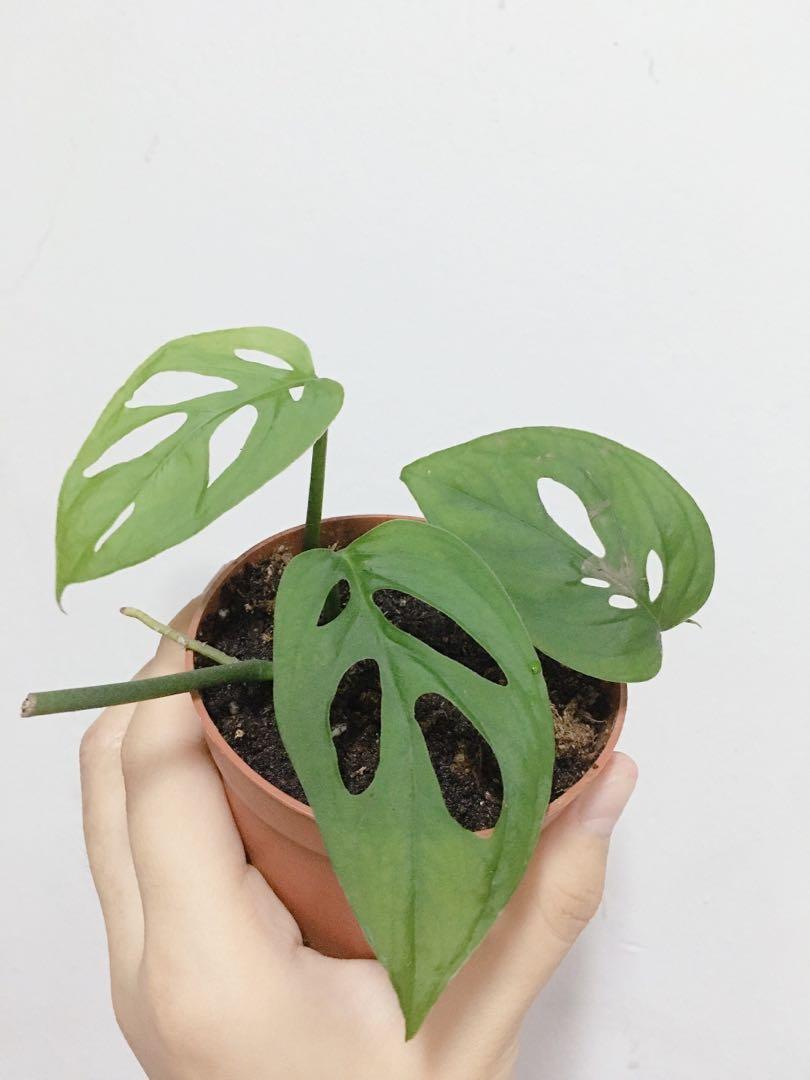 Monstera Adansonii Ssp Laniata Gardening Plants On Carousell