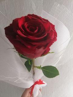 Roses Fresh Single Rose (RM15)