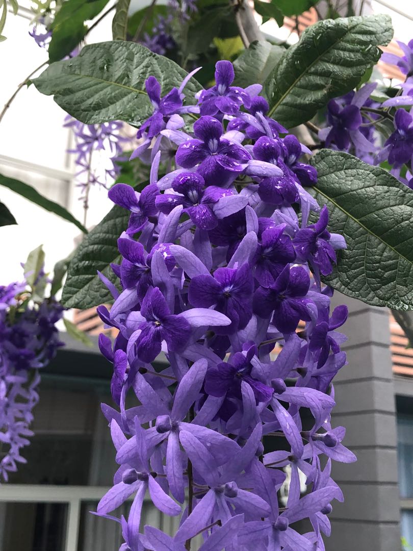 Sandpaper Vine (Petrea volubilis), Furniture & Home Living, Gardening,  Plants & Seeds on Carousell