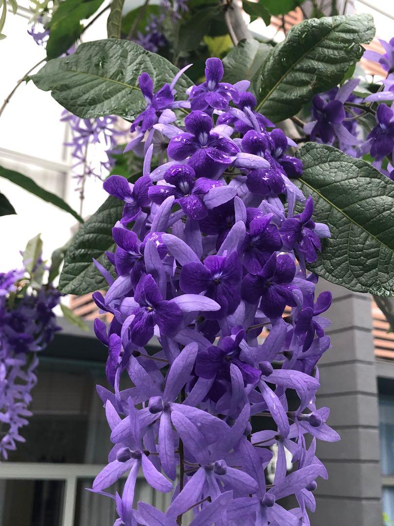 Sandpaper Vine Petrea Volubilis Furniture Home Living Gardening Plants Seeds On Carousell
