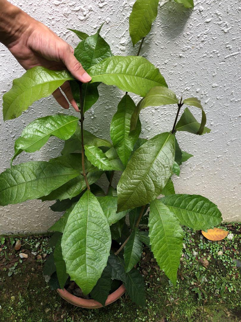 Sandpaper Vine (Petrea volubilis), Furniture & Home Living, Gardening