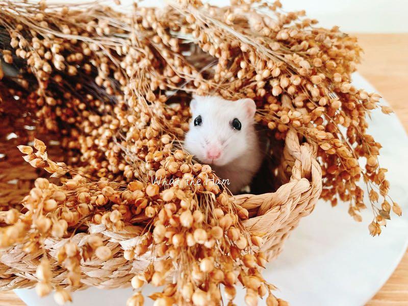 german shepherd frisbee