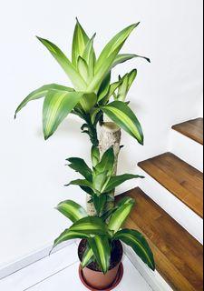 № 1 🪵 Dracaena Janet Craig (Medium)