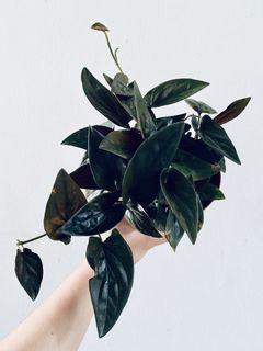 Syngonium Chocolate 🍫 