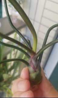（分類：）位於 。 由 busyp 提交（商品編號 1054573836，圖片 1）。簡介： 。