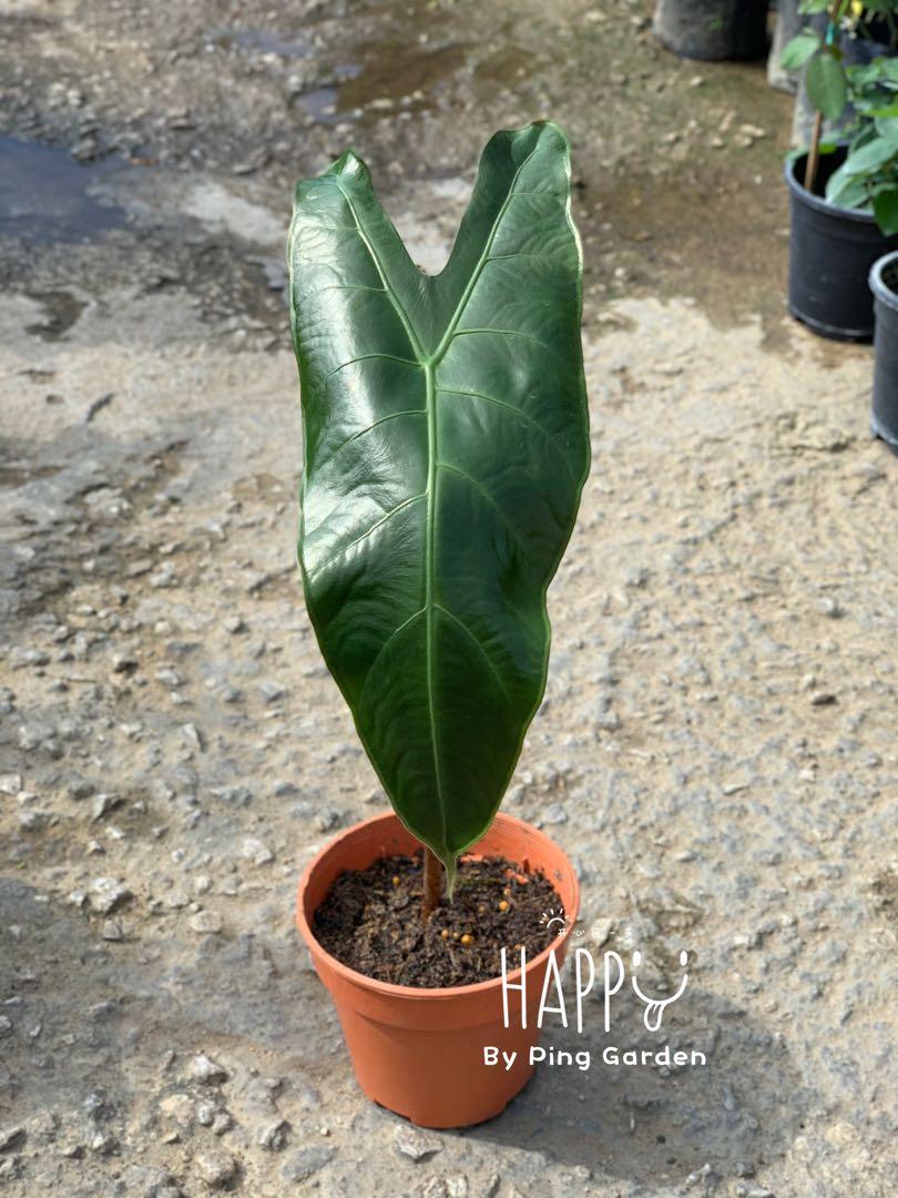 オープニング サービス1点 アロカシアalocasia longiloba miq var