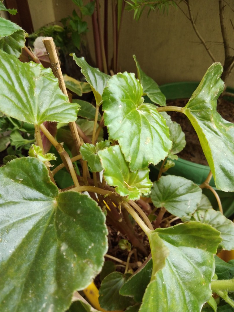 Begonia grandis, Furniture & Home Living, Gardening, Plants & Seeds on  Carousell