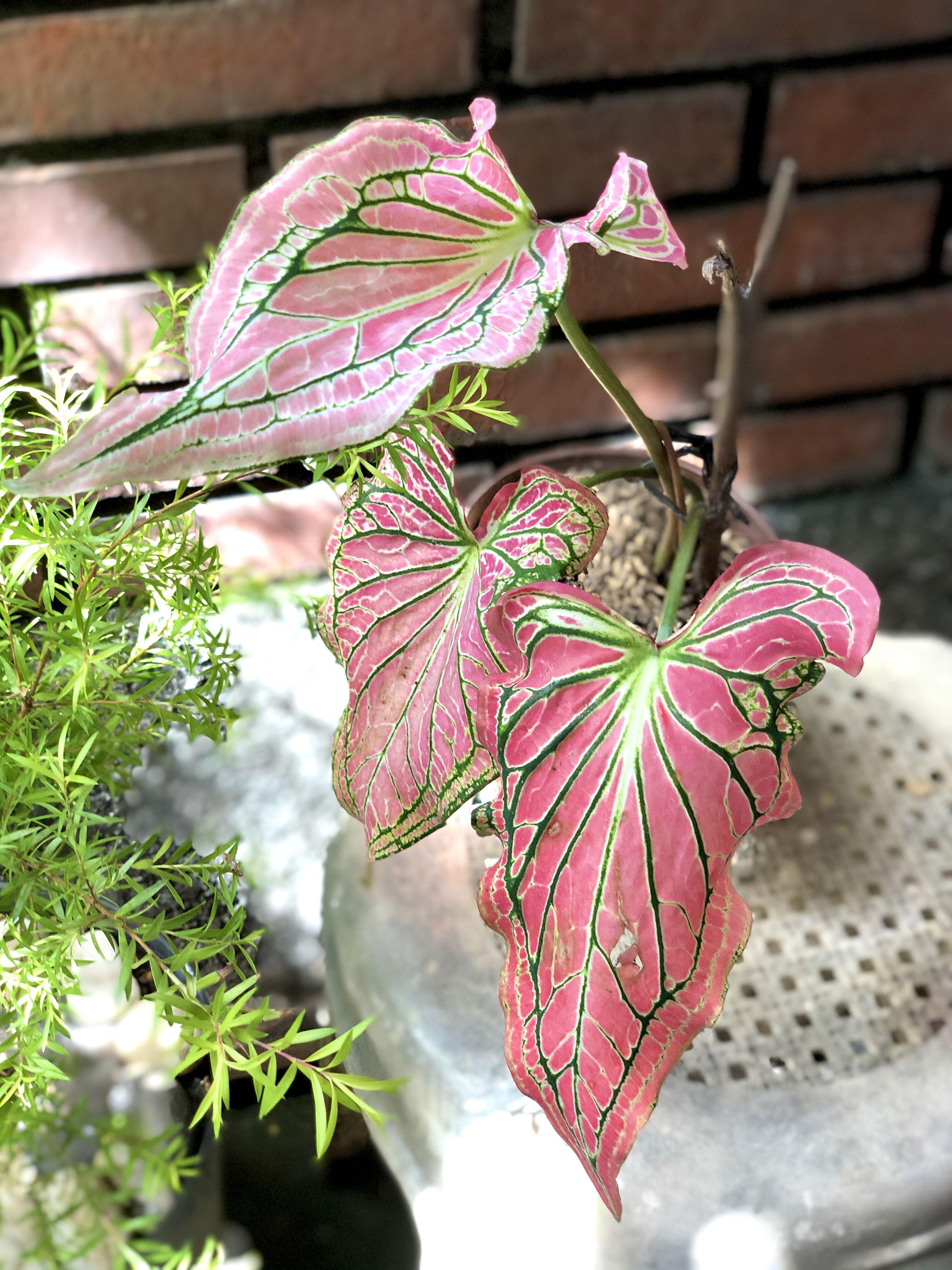 Caladium Thai Beauty Furniture Home Living Gardening Plants Seeds On Carousell