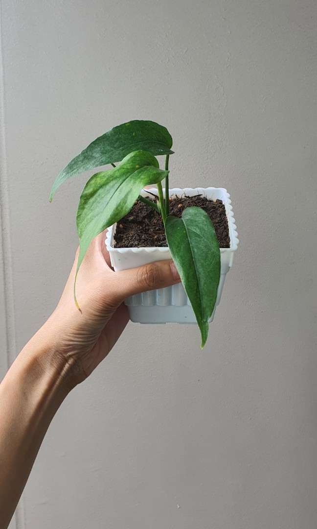 Epipremnum Pinnatum (juvenile form), Furniture &amp; Home Living, Gardening ...