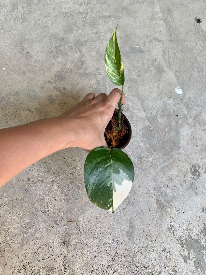 Epipremnum Pinnatum Variegated Gardening Plants On Carousell
