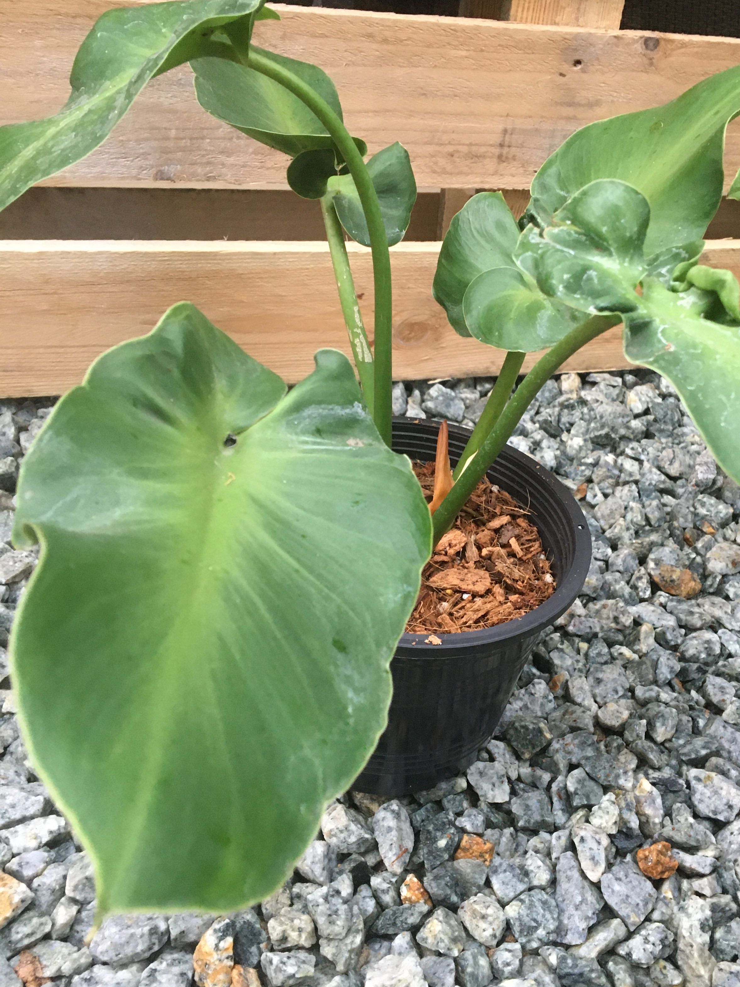 philodendron-rugosum-aberrant-form-furniture-home-living-gardening