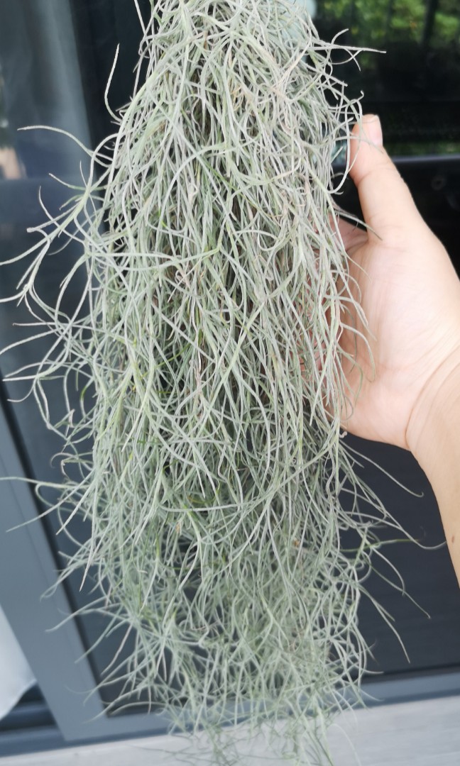 Air plant Spanish moss, Furniture & Home Living, Gardening, Plants