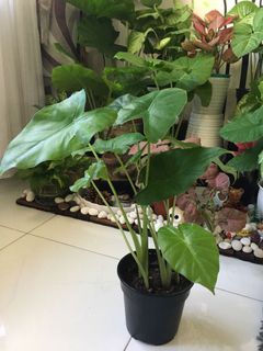 (Category: ) located in . Submitted by time4plants (Listing ID 1058741420, Image 1). Description: .