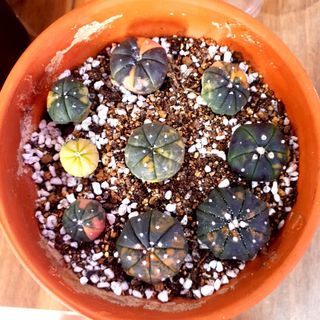 (Category: ) located in . Submitted by jon_ng (Listing ID 1043738590, Image 1). Description: .