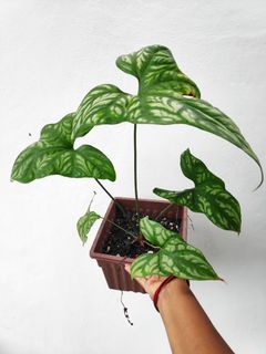 (Category: ) located in . Submitted by borneohouseplants (Listing ID 1058834612, Image 1). Description: .