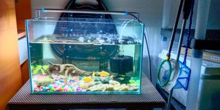 (Category: ) located in . Submitted by heroace (Listing ID 1058961104, Image 1). Description: .