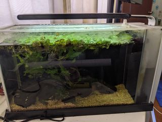 (Category: ) located in . Submitted by jeremi23 (Listing ID 1058818569, Image 1). Description: .