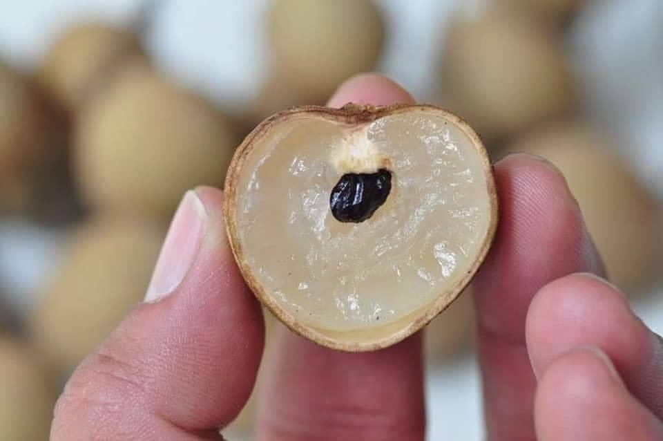 Free Shipping Anak Pokok Longan Lada Hitam Home Furniture Gardening On Carousell