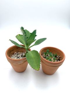 (Category: ) located in . Submitted by botanick (Listing ID 1058740925, Image 1). Description: .