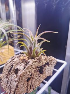 （分類：）位於 。 由 siuchiping2539 提交（商品編號 1058854450，圖片 1）。簡介： 。