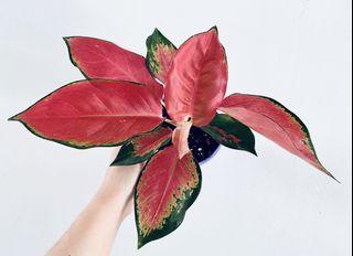 № 1 👉🏻 Red Anjamani Aglaonema