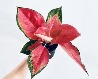 № 2 👉🏻 Red Anjamani Aglaonema