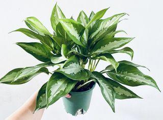 💎 Diamond Bay Aglaonema 💎