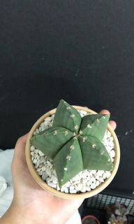 (Category: ) located in . Submitted by plantasaur (Listing ID 1058981950, Image 1). Description: .