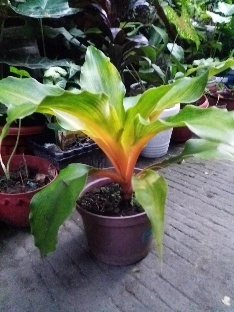 Chinese Evergreen (Thai variety) (Category: Plants & Seeds) located in Caloocan City. Submitted by willfull (Listing ID 1059009234, Image 3). Description: Aglaonema or Chinese evergreen plant is one of the most popular an indoor plants (interior landscape). ... Many varieties of Aglaonema plants was developed the cultivars in Thailand by Thai breeders. And Thailand has the most beautiful Aglaonema cultivars in the world..