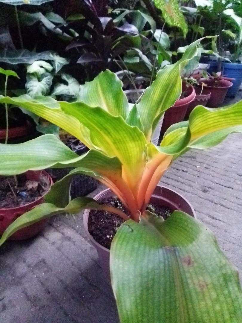 Chinese Evergreen (Thai variety) (Category: Plants & Seeds) located in Caloocan City. Submitted by willfull (Listing ID 1059009234, Image 2). Description: Aglaonema or Chinese evergreen plant is one of the most popular an indoor plants (interior landscape). ... Many varieties of Aglaonema plants was developed the cultivars in Thailand by Thai breeders. And Thailand has the most beautiful Aglaonema cultivars in the world..