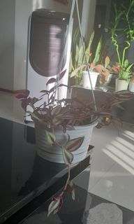 (Category: ) located in . Submitted by kapdubey (Listing ID 1058968668, Image 1). Description: .