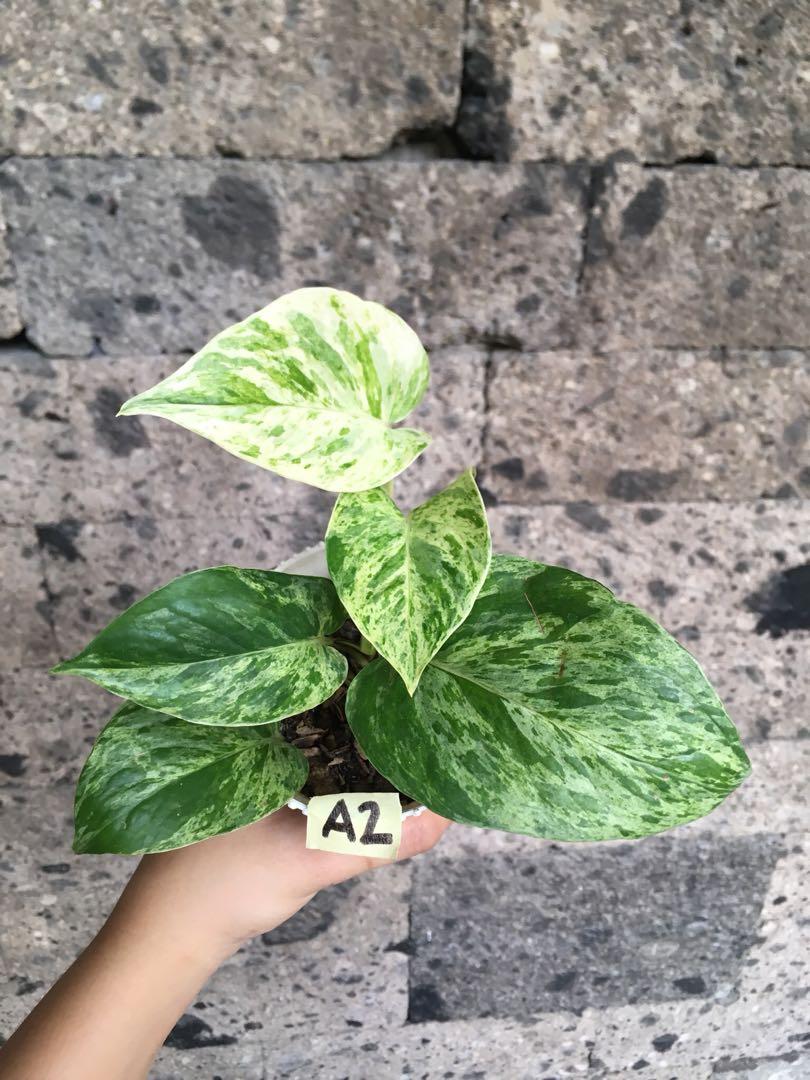 Marble Queen Pothos Furniture Home Living Gardening Plants Seeds On Carousell Marble Queen Pothos Furniture Home Living Gardening Plants Seeds On Carousell