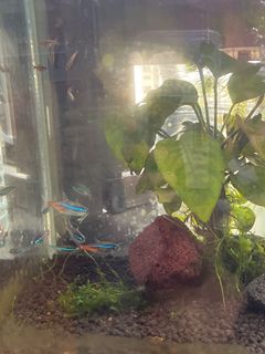 (Category: ) located in . Submitted by derek7102 (Listing ID 1057976927, Image 1). Description: .