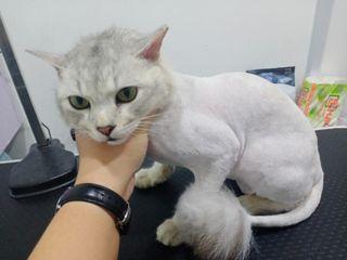 Cat grooming and boarding Cat grooming and boarding